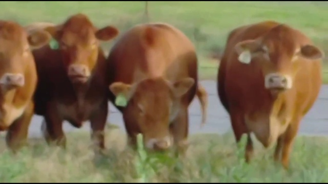 Европейский скот на реализацию смотреть онлайн