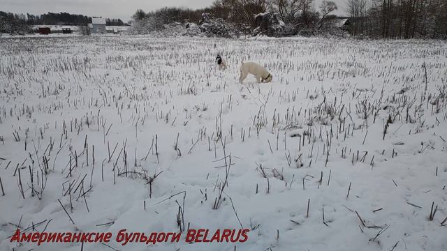 АМЕРИКАНСКИЙ БУЛЬДОГ. ДРАКА БУЛЬДОГОВ ИЗ-ЗА ИГРУШКИ\AMERICAN BULLDOG.BULLDOG FIGHT OVER TOY
