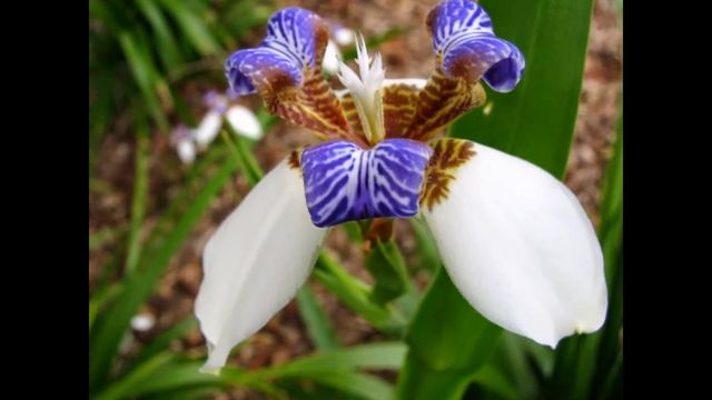 Неомарика (шагающий ирис) смотреть онлайн