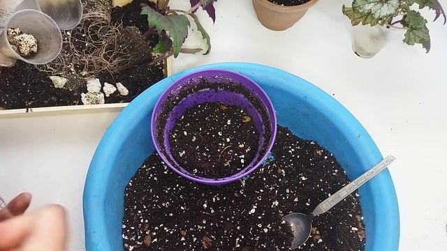 Комнатные растения 🍀🌺/ Повседневные заботы 🌱 смотреть онлайн