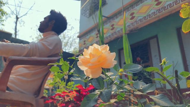 Garden Rose Flower || Beautiful Moment || Relaxing Music