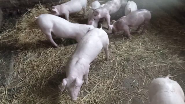 обзор поросят петрен. также тестирую фонарь на солнечной батореи смотреть онлайн