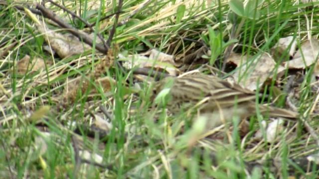 Трясогузки (Горная и Белая) и лесной КОНЁК смотреть онлайн