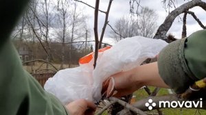 Воздушные отводки на яблоне.
