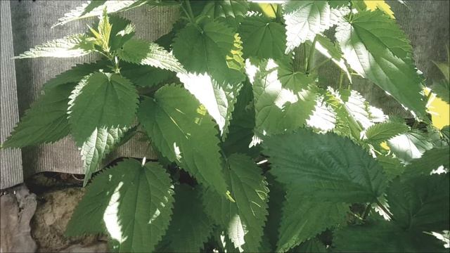 ЛИСТ КРАПИВЫ ПОМОЖЕТ ОТ ПОДАГРЫ АРТРИТА смотреть онлайн