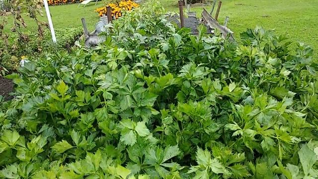 Обзор участка 1 часть. смотреть онлайн