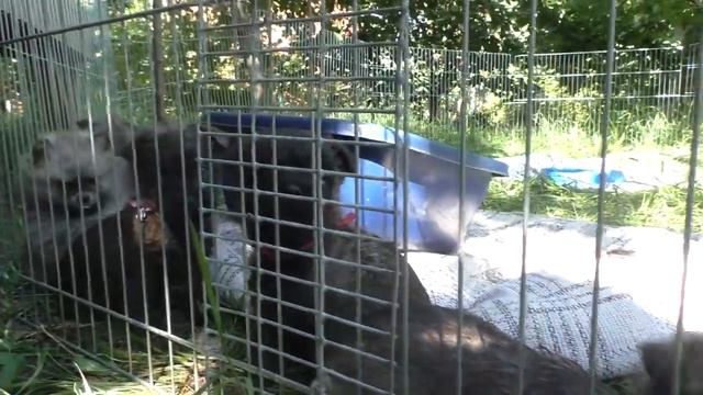 Все наши животные / питомцы