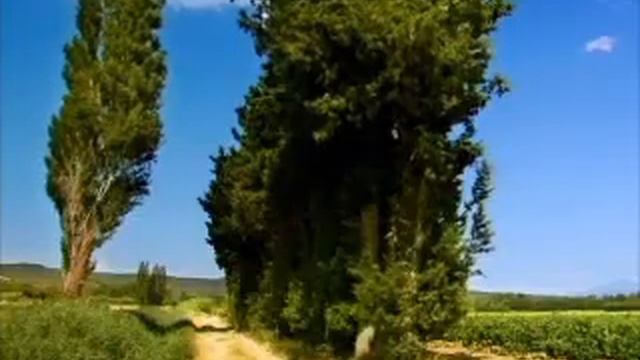 Песня цикады