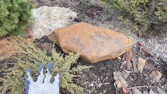 Сняла укрытия с хвойных. Красивые они, но до чего капризные.. Каждый год что-нибудь приключается смотреть онлайн