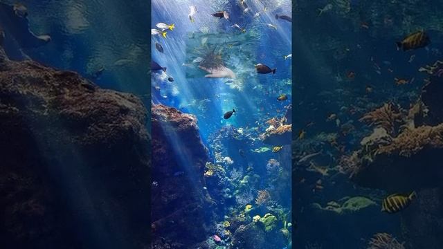 Научно-художественное произведение (стихотворение)_Морской еж смотреть онлайн