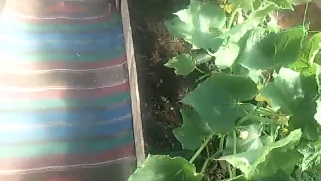 Выращивание овощей в поликарбонатной теплице