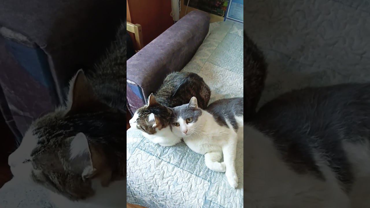 Хорошо вместе#приколы #котики #мурзик #лайк #любовь #добро #мурка #вместе #питомец #кот смотреть онлайн