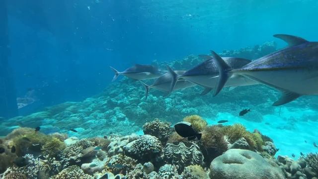 Underwater restaurant in the Maldives | Surreal fine dining experience смотреть онлайн