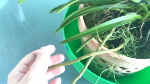 Подозреваю бактериалку - чёрные точки на ванде смотреть онлайн