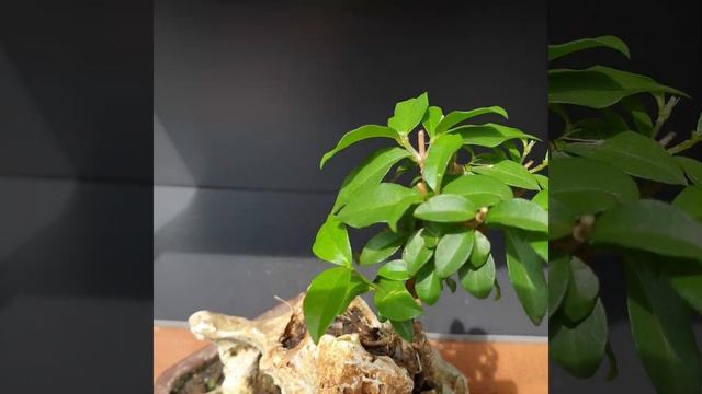 Bonsai Sakura Mikro On the Rock Mame Malpighia Glabra смотреть онлайн