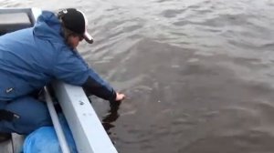 Ловля на кренки