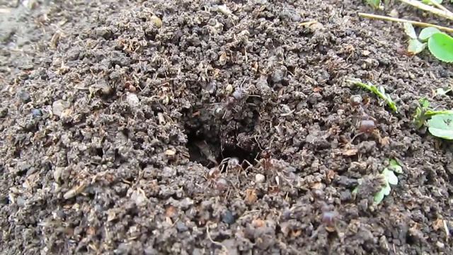 Муравьи: Проснулись Муравьи Весной, Ukraine, Vladislavka смотреть онлайн