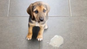 vomiting in dogs || top 5 anti-vomiting medicine for dogs || dog में उल्टी का करे ईलाज 😊 || vet dr.