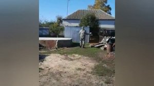 Николаевские голуби в Курской области. Просмотр молодёжи 2021г.