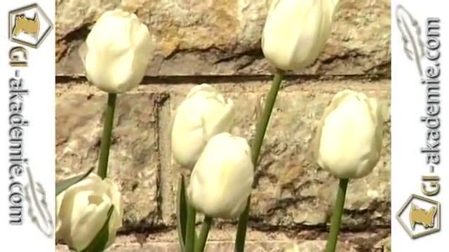 01 - Фавориты сада. Луковичные растения. смотреть онлайн