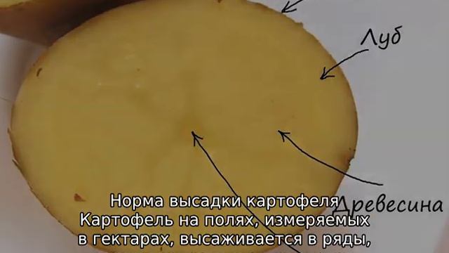 Сколько картофеля нужно для посадки на 1 сотку смотреть онлайн