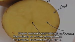 Сколько картофеля нужно для посадки на 1 сотку