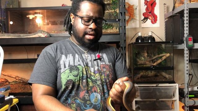 White Lipped Python Update | Official Upload Schedule | Upcoming Changes смотреть онлайн