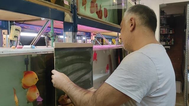 Схемы #Селекция и получение новых окрасов дискусов смотреть онлайн