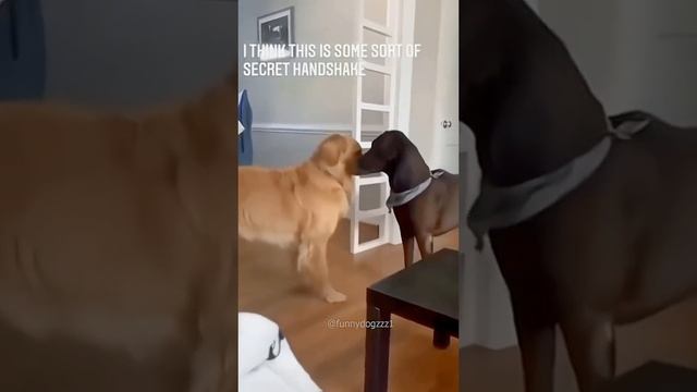 милыеживотныеюмор