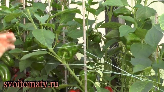 Простой способ вырастить урожайный перец смотреть онлайн