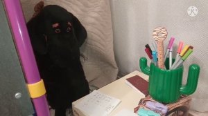 „Школа басиков” 2 серия???