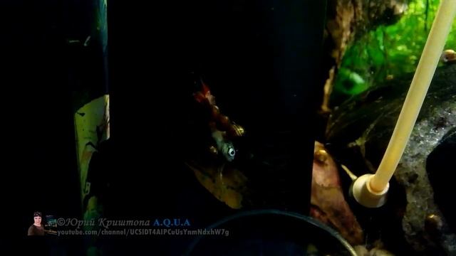 Чистильщики (санитары) в Аквариуме. Улитки Катушки – не спешите от них избавиться смотреть онлайн