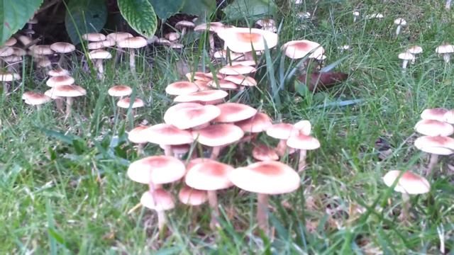 Mushrooms attack смотреть онлайн