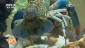 Австралийский рак, разведение