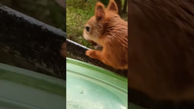 Кузьма победитель в номинации- самый большой рот..)#кузя#animals #белкаlifestyle смотреть онлайн