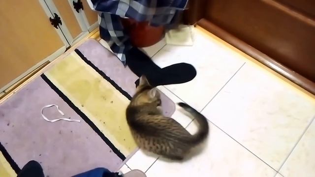 Танец котенка. смотреть онлайн