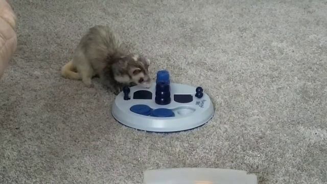 Brain Games for Ferrets too! смотреть онлайн