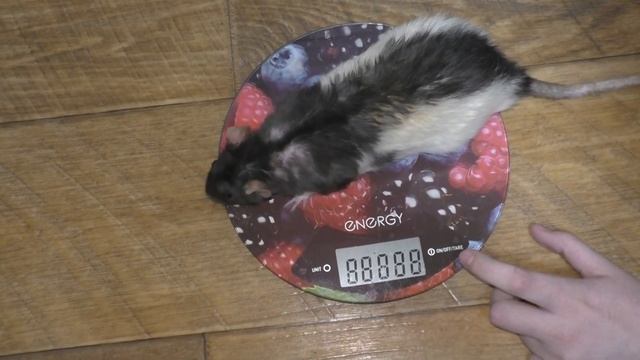 Вес декоративной крысы. Почему крыса кусается? смотреть онлайн