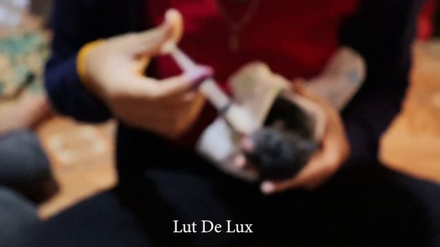 Women Breastfeeding Animals New Born By Her Milk So Lovely In Village At Rural Area