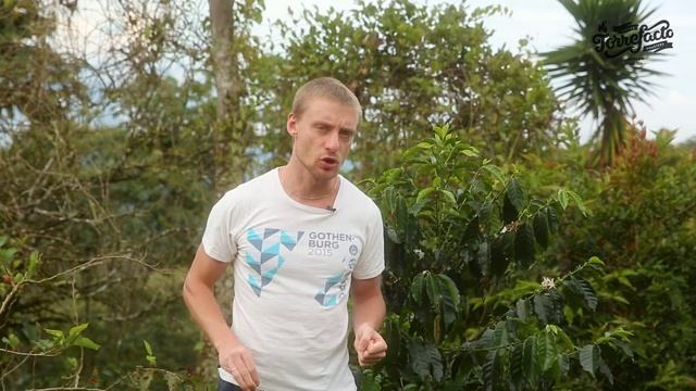 4 фактора, имеющих ключевое влияние на формирование вкуса кофе в происхождении смотреть онлайн