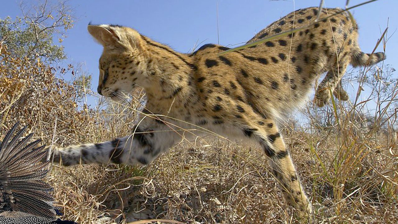 Сервал — длинноногий кот - укротитель змей! Интересные факты о сервале. смотреть онлайн