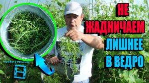 СКОЛЬКО ГРОЗДЕЙ ОСТАВЛЯТЬ НА ВИНОГРАДЕ - ЗОЛОТАЯ СЕРЕДИНА? СЕВЕРНЫЙ ВИНОГРАДНИК 22-25