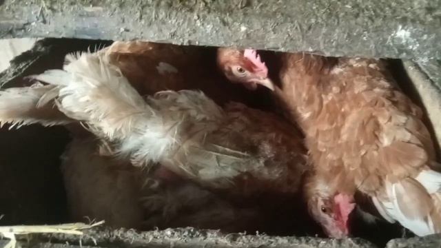 Яйценоскість в лютому🥚Чим годую несушку взимку🐔 смотреть онлайн