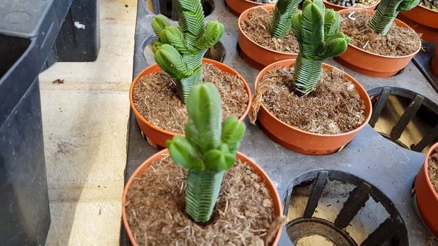 Crassula Buddha's Temple смотреть онлайн