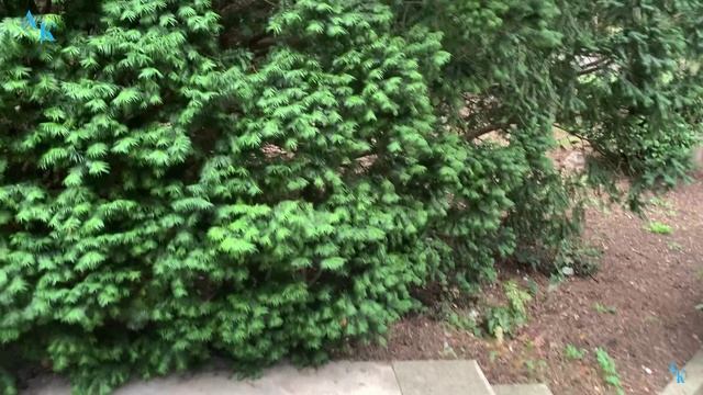 Здесь ещё не были... Мисхор. 14.12.2023г. смотреть онлайн