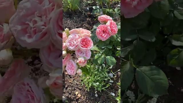 Забытая «старушка» Кимоно смотреть онлайн