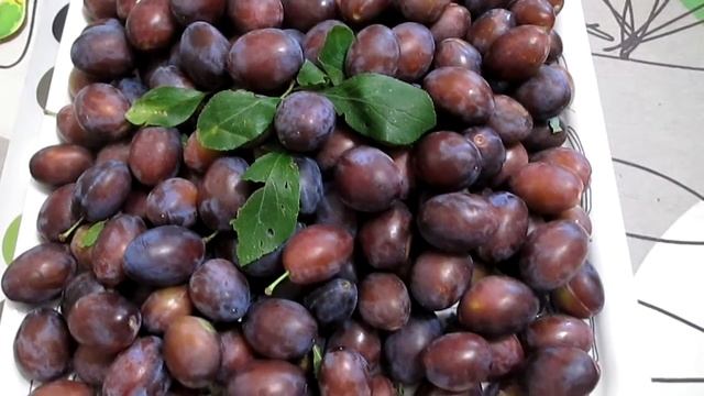 Синяя слива венгерка смотреть онлайн