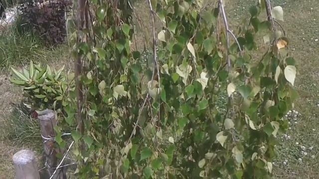 Brzoza karłowata, Betula nana L., karłowaty krzew, Betulaceae смотреть онлайн