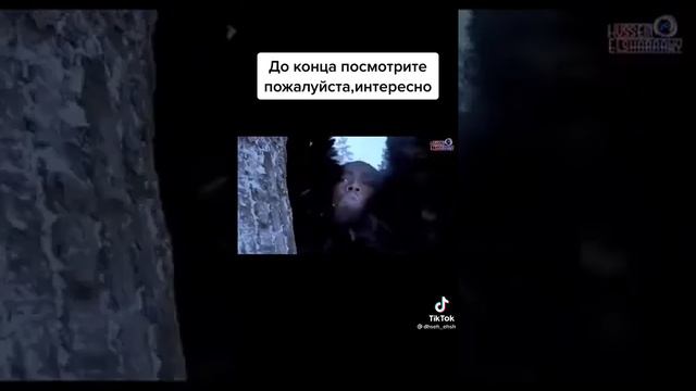 Тигр и человек - схватка | Экшн - фильм | кино смотреть онлайн