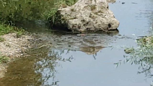 Дружба Дикой Уточки ( лат. Anas platyrhynchos) и Ондатры (лат. Ondatra zibethicus). смотреть онлайн